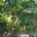 staffeli tree - soursop tree