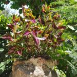 kitenge plant